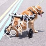 Neįgaliųjų vežimėlis augintiniams (L) - Image 8