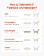 Elektrinis šunų bėgimo takelis vidutiniams šunims - Image 7