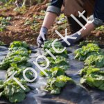 Kraštovaizdžio - piktžolių barjerinis audinys 2x100,6m 108g/m² - Image 7