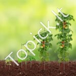 Daržovių/vaisių palaikymo narvai 6 vnt 122 cm - Image 8