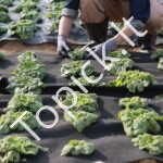 Kraštovaizdžio - piktžolių barjerinis audinys  0,9 x 30,5 m 136 g/㎡ - Image 7