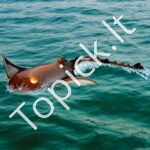 Nuotolinio valdymo manta žuvis – 2,4 GHz RC laivas vaikams nuo 6 metų - Image 2