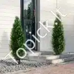 Dirbtiniai tujų medeliai su vazonu, 2 vnt., 121,9 cm - Image 6