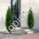 Dirbtiniai tujų medeliai su vazonu, 2 vnt., 152,4 cm - Image 7