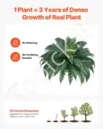 Dirbtinis Bostono papartis – 2 vnt., 50 šakų, 110–120 cm - Image 4