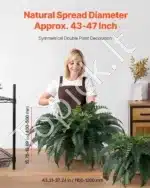 Dirbtinis Bostono papartis – 2 vnt., 50 šakų, 110–120 cm - Image 2