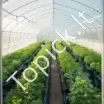 Juoda statybinė plėvelė mulčiavimui 6,96 x 30,48 m, 0,25 mm storio - Image 8