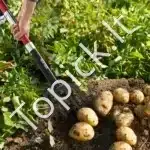 Šakės su stiklo pluošto kotu, 1150 mm, 4 dantys - Image 8