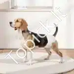 Vienkartinės šunų sauskelnės kalytėms – S dydis, 144 vnt. (2 pakuotės po 72) - Image 8