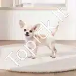 Vienkartinės šunų sauskelnės kalytėms – XS dydis, 96 vnt. (2 pakuotės po 48) - Image 8