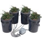 Hidroponinis daiginimo rinkinys – giluminės vandens kultūros sistema (DWC) su 4 kibirais po 20 L ir oro siurbliu – 30 x 30 x 38 cm