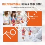 4 dalių Žmogaus Anatomijos Modeliai (Skeletas, Organai, Širdis, Smegenys) – Išardomas PVC Rinkinys Studentams - Image 6