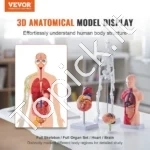 4 dalių Žmogaus Anatomijos Modeliai (Skeletas, Organai, Širdis, Smegenys) – Išardomas PVC Rinkinys Studentams - Image 2