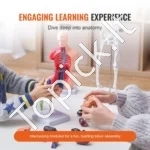 4 dalių Žmogaus Anatomijos Modeliai (Skeletas, Organai, Širdis, Smegenys) – Išardomas PVC Rinkinys Studentams - Image 3