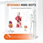 4 dalių Žmogaus Anatomijos Modeliai (Skeletas, Organai, Širdis, Smegenys) – Išardomas PVC Rinkinys Studentams - Image 4