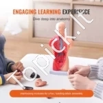 Mini Žmogaus Torso Anatomijos Modelis (15 Dalių) – Išardomi Organai, 28 cm Aukščio, PVC - Image 2