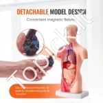 Mini Žmogaus Torso Anatomijos Modelis (15 Dalių) – Išardomi Organai, 28 cm Aukščio, PVC - Image 3