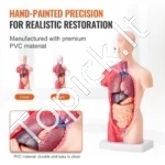Mini Žmogaus Torso Anatomijos Modelis (15 Dalių) – Išardomi Organai, 28 cm Aukščio, PVC - Image 4