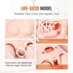 Slaugos Simuliatorius, Unisex Modelis (Vyras/Moteris), Viso Kūno, Anatomija, 175 x 44 x 23 cm (PVC) - Image 3