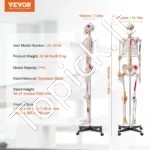 Viso Dydžio Žmogaus Skeletas (182 cm) – Anatomijos Modelis su Raumenų Taškais, Rašliais, Judančiais Sąnariais, PVC - Image 6
