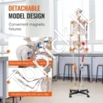 Viso Dydžio Žmogaus Skeletas (182 cm) – Anatomijos Modelis su Raumenų Taškais, Rašliais, Judančiais Sąnariais, PVC - Image 3