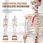 Viso Dydžio Žmogaus Skeletas (182 cm) – Anatomijos Modelis su Raumenų Taškais, Rašliais, Judančiais Sąnariais, PVC - Image 4