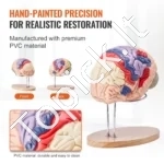 Žmogaus Smegenų Anatomijos 3D Modelis – 2x Padidintas, 4 Dalys (Išardomas, Žymėtas, 29.5 x 17 x 26.5 cm, PVC) - Image 4