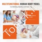 Žmogaus Smegenų Anatomijos 3D Modelis – 2x Padidintas, 4 Dalys (Išardomas, Žymėtas, 29.5 x 17 x 26.5 cm, PVC) - Image 5