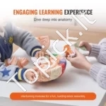 Žmogaus Smegenų Anatomijos 3D Modelis – 2x Padidintas, 4 Dalys (Išardomas, Žymėtas, 29.5 x 17 x 26.5 cm, PVC) - Image 2