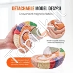 Žmogaus Smegenų Anatomijos 3D Modelis – 2x Padidintas, 4 Dalys (Išardomas, Žymėtas, 29.5 x 17 x 26.5 cm, PVC) - Image 3