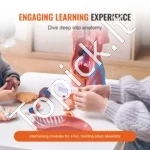 Žmogaus Torso Anatomijos Modelis (Unisex, 23 dalys) – Išardomi Organai, 455 mm, PVC, Mokymo Priemonė - Image 2