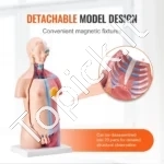 Žmogaus Torso Anatomijos Modelis (Unisex, 23 dalys) – Išardomi Organai, 455 mm, PVC, Mokymo Priemonė - Image 3
