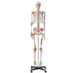 Viso Dydžio Žmogaus Skeletas (182 cm) – Anatomijos Modelis su Raumenų Taškais, Rašliais, Judančiais Sąnariais, PVC