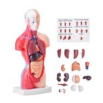 Mini Žmogaus Torso Anatomijos Modelis (15 Dalių) – Išardomi Organai, 28 cm Aukščio, PVC